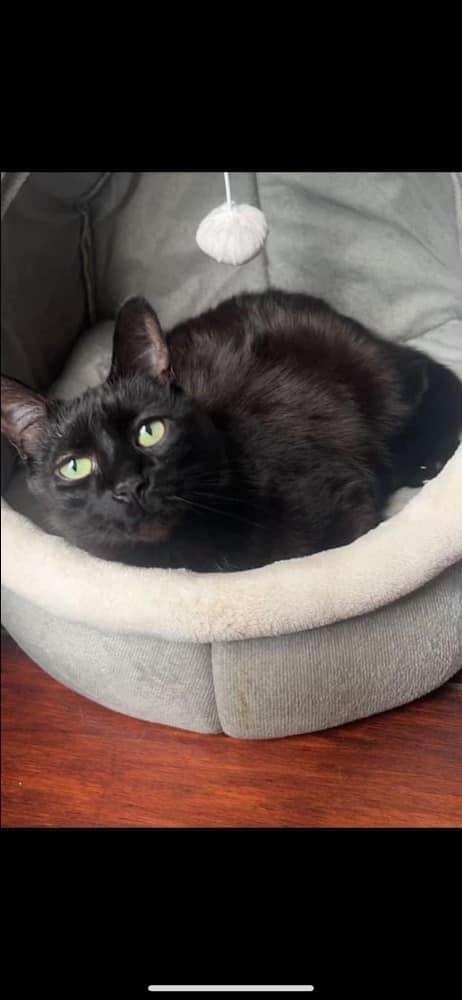 Enlarge Lola - Declawed, a Adopted Domestic Short Hair in Holland, MI image 2/2