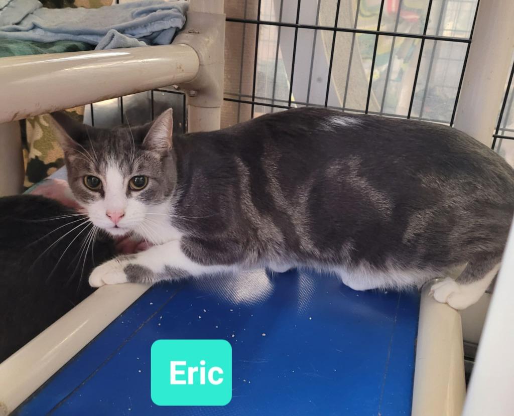 Enlarge Eric, a Adoptable mixed breed in Richmond, IN image 2/3