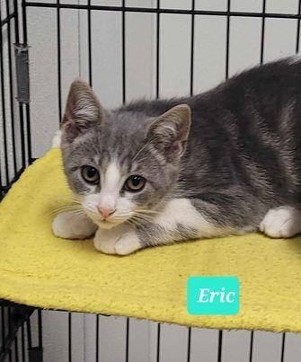 Enlarge Eric, a Adoptable mixed breed in Richmond, IN image 3/3