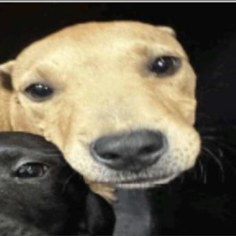 258 (2026) Kit Kat, Adoptable, Puppy Female Pit Bull Terrier.