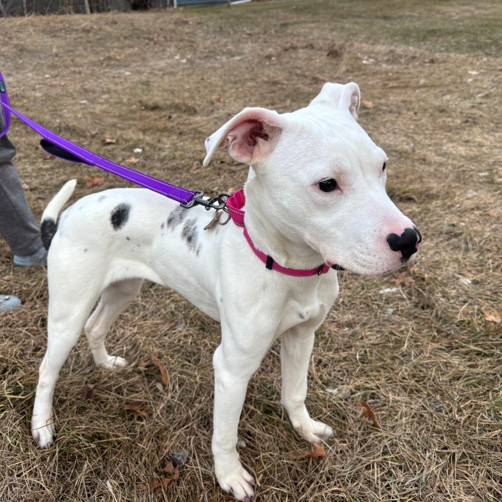 Enlarge Elsa, a Adoptable mixed breed in Brainerd, MN image 2/6