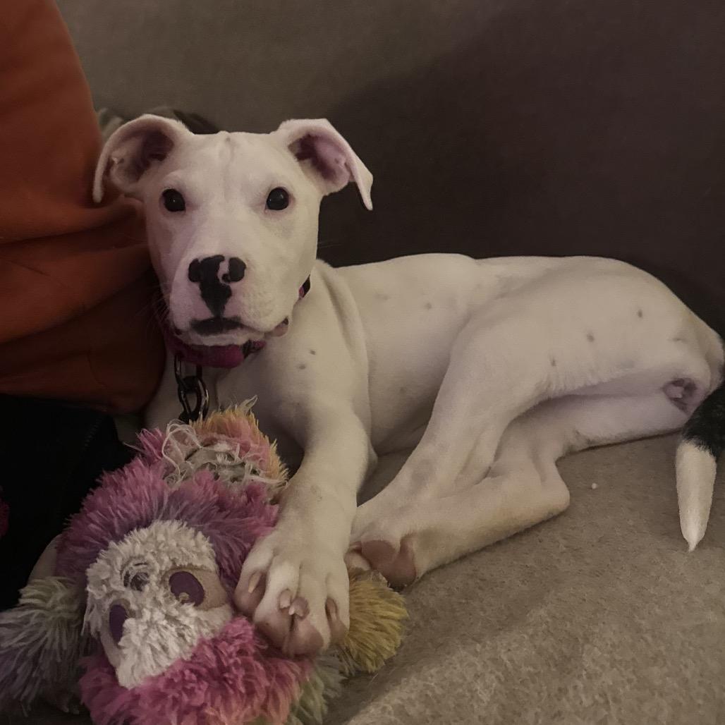 Enlarge Elsa, a Adoptable mixed breed in Brainerd, MN image 1/3