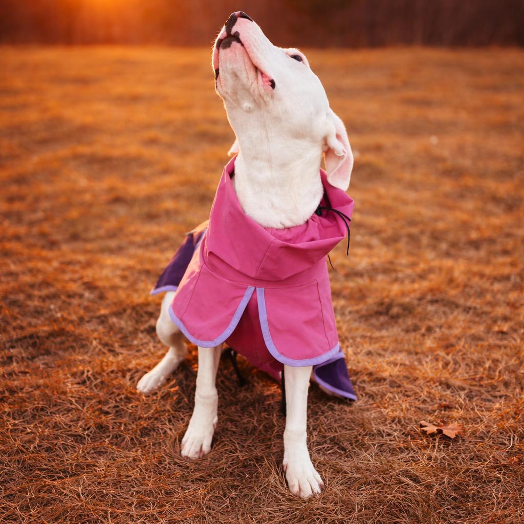 Enlarge Elsa, a Adoptable mixed breed in Brainerd, MN image 4/6