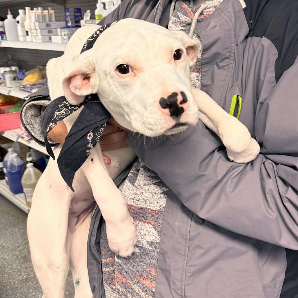 Enlarge Elsa, a Adoptable mixed breed in Brainerd, MN image 2/3