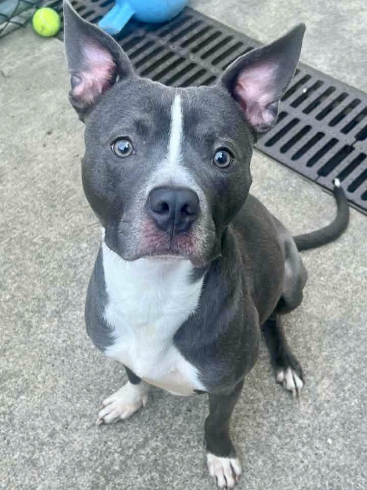 Irvin, Adoptable, Adult Male Pit Bull Terrier.