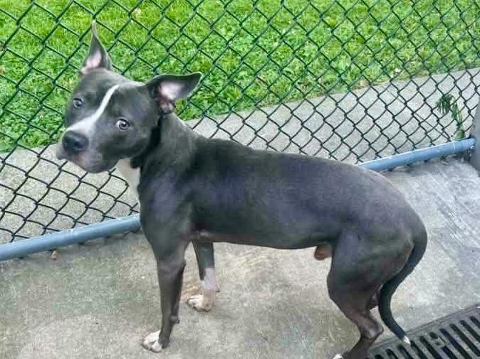 Enlarge Irvin, a Adoptable Pit Bull Terrier in Chicago, IL image 4/5