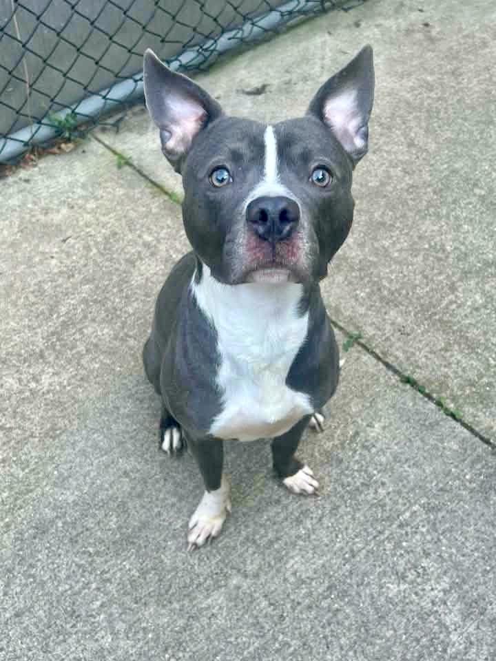 Enlarge Irvin, a Adoptable Pit Bull Terrier in Chicago, IL image 3/5