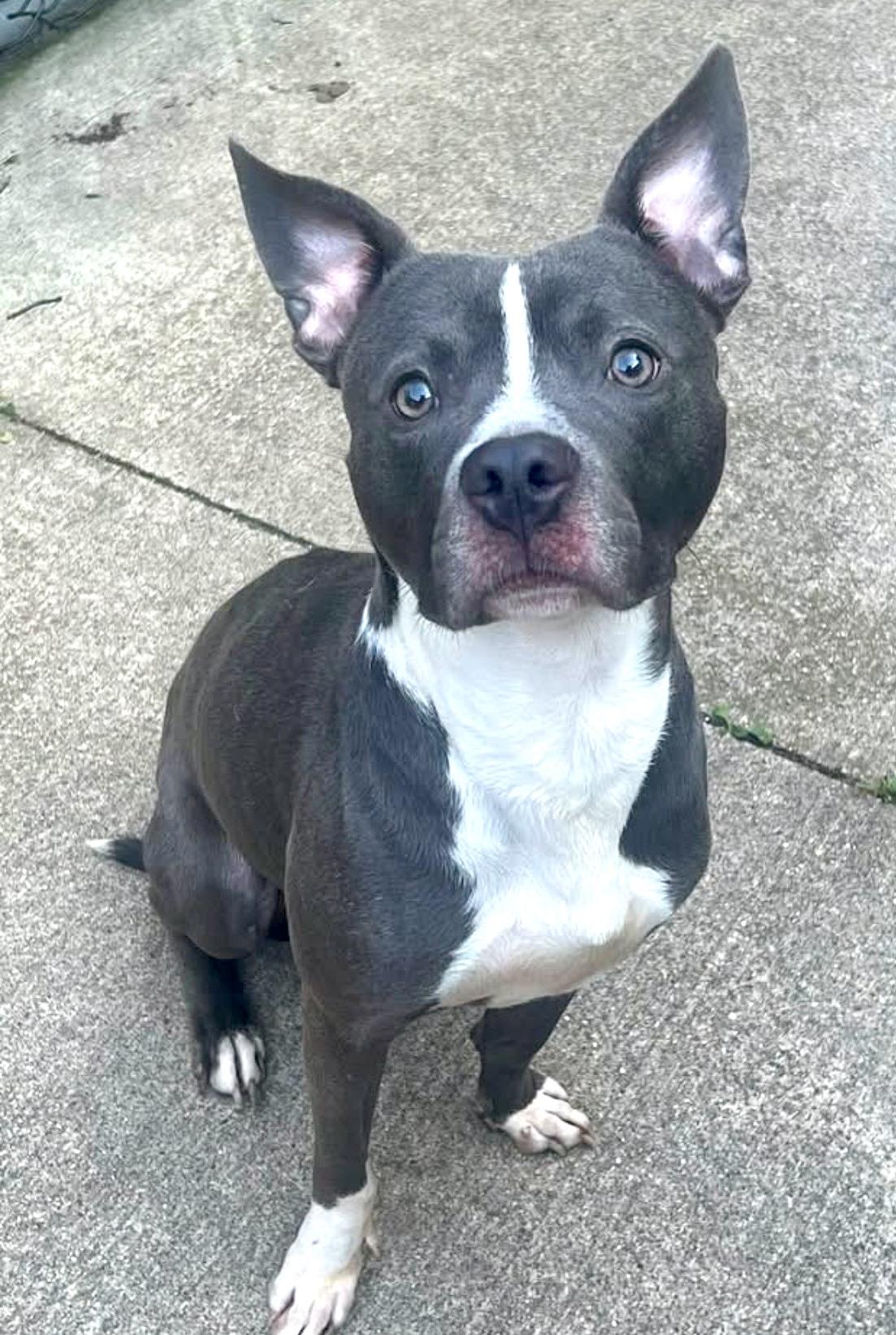 Enlarge Irvin, a Adoptable Pit Bull Terrier in Chicago, IL image 2/5