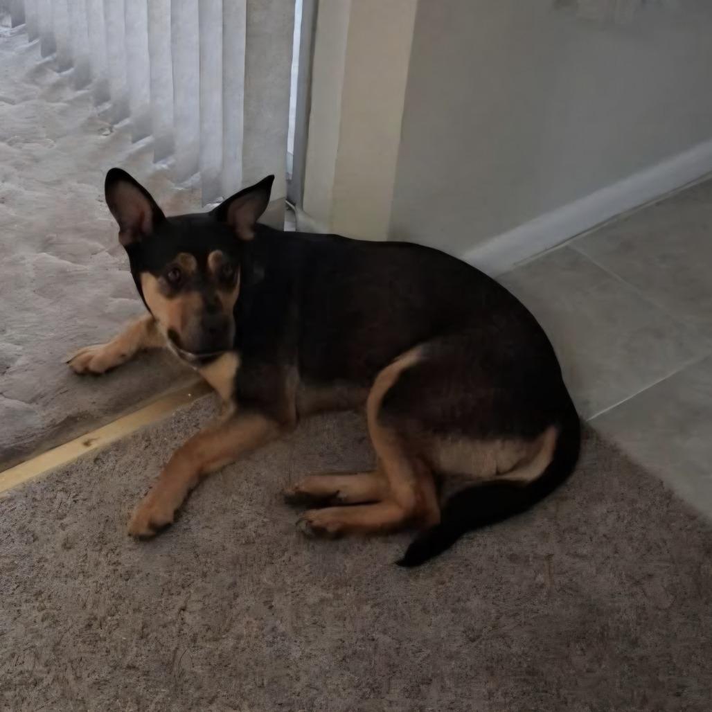 Enlarge Melina Baker OS CA PDR, a Adoptable German Shepherd Dog in Las Vegas, NV image 1/3