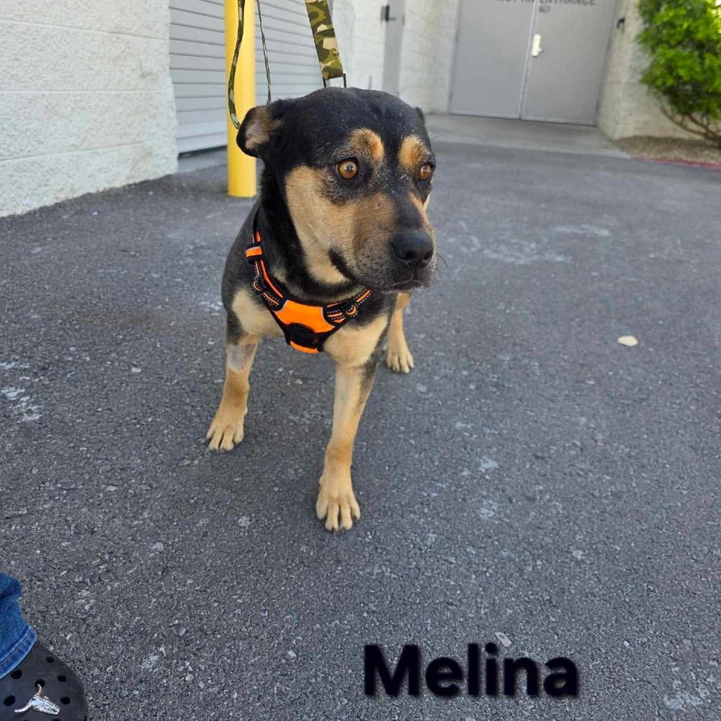 Enlarge Melina Baker OS CA PDR, a Adoptable German Shepherd Dog in Las Vegas, NV image 2/3