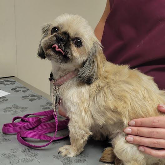 Dutchess, Adoptable, Adult Female Shih Tzu.