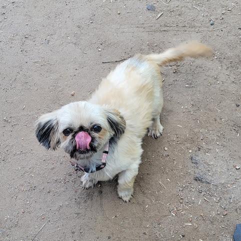 Enlarge Dutchess, a Adoptable Shih Tzu in Grand Island, NE image 2/2