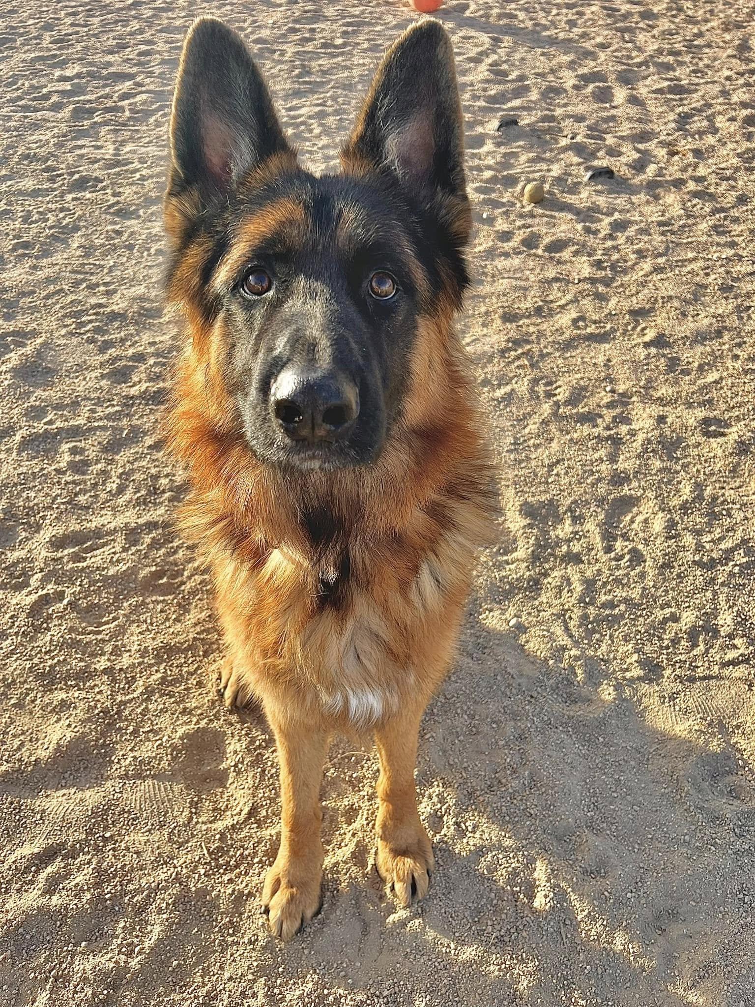 Drew, Adoptable, Young Male German Shepherd Dog.
