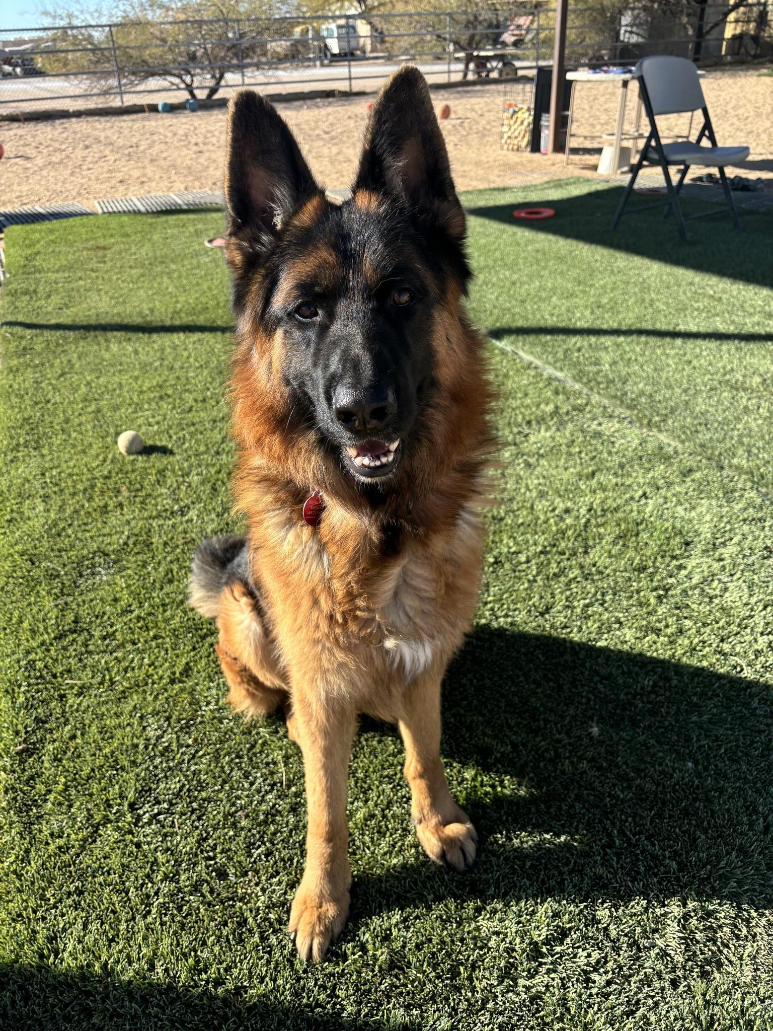 Drew, a Adoptable mixed breed in Glendale, AZ image 2/6