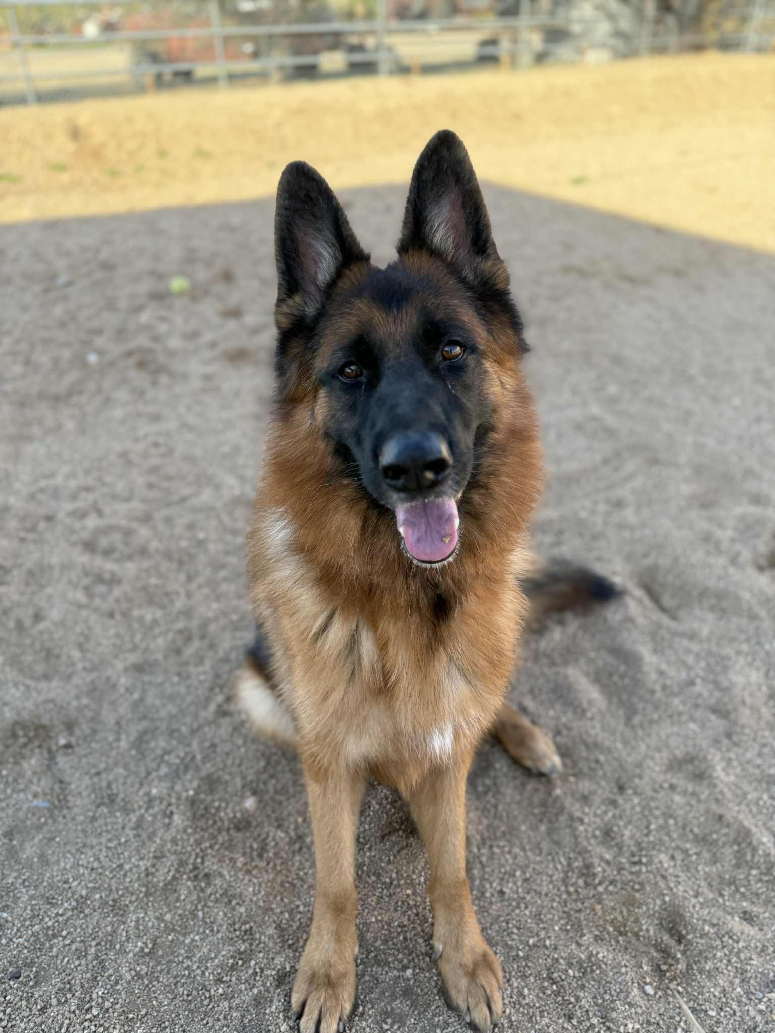 Enlarge Drew, a Adoptable mixed breed in Glendale, AZ image 1/6