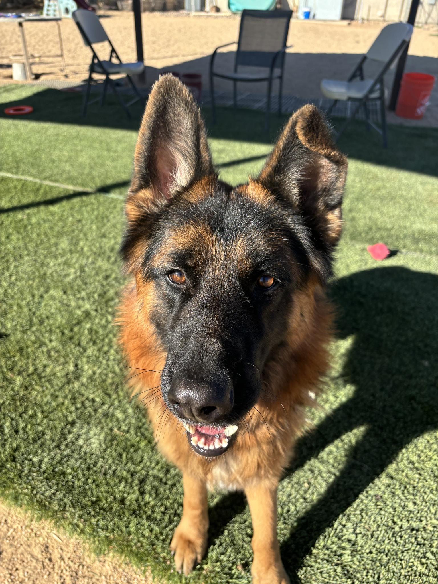 Drew, a Adoptable mixed breed in Glendale, AZ image 3/6