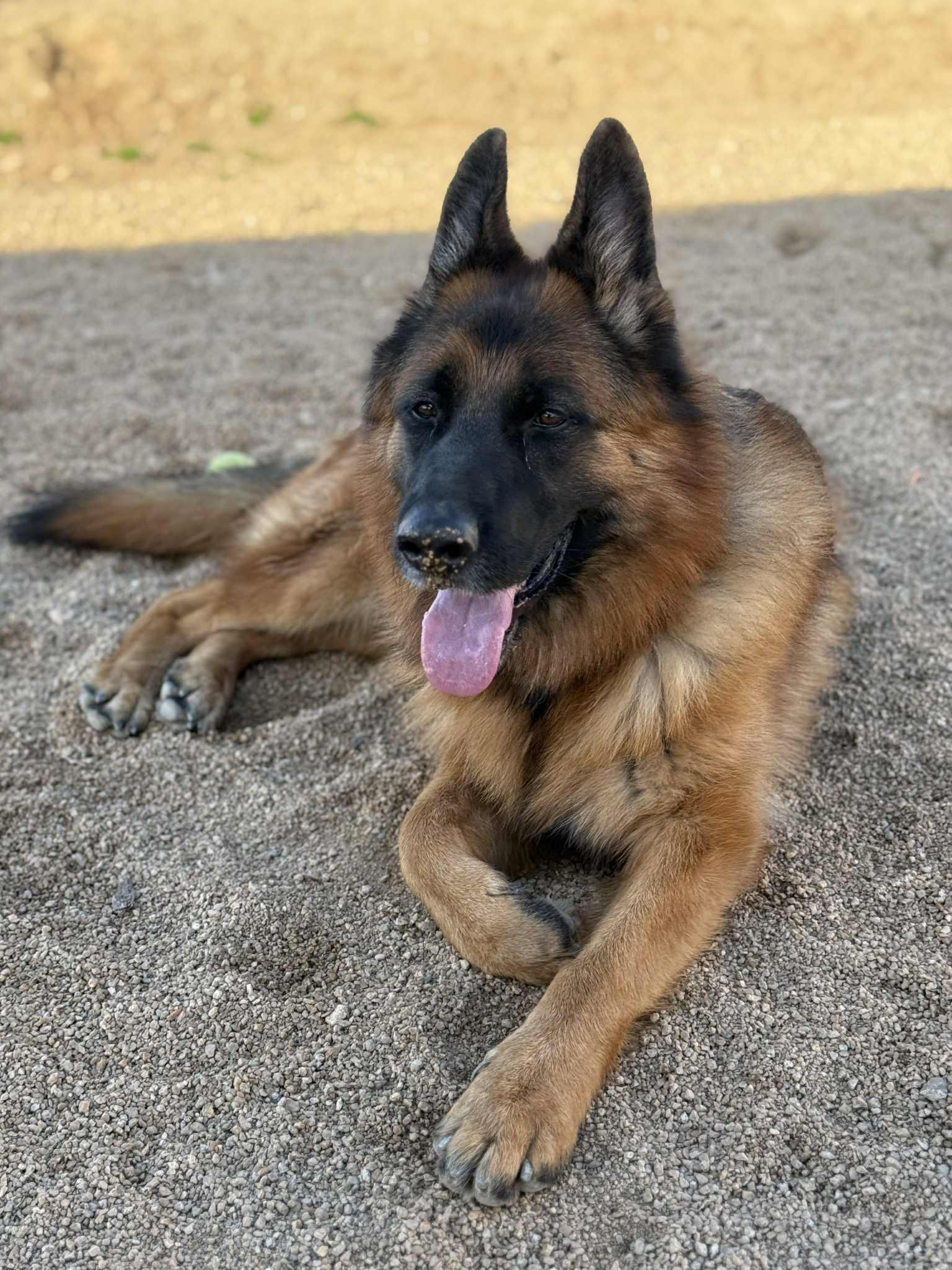 Enlarge Drew, a Adoptable mixed breed in Glendale, AZ image 6/6