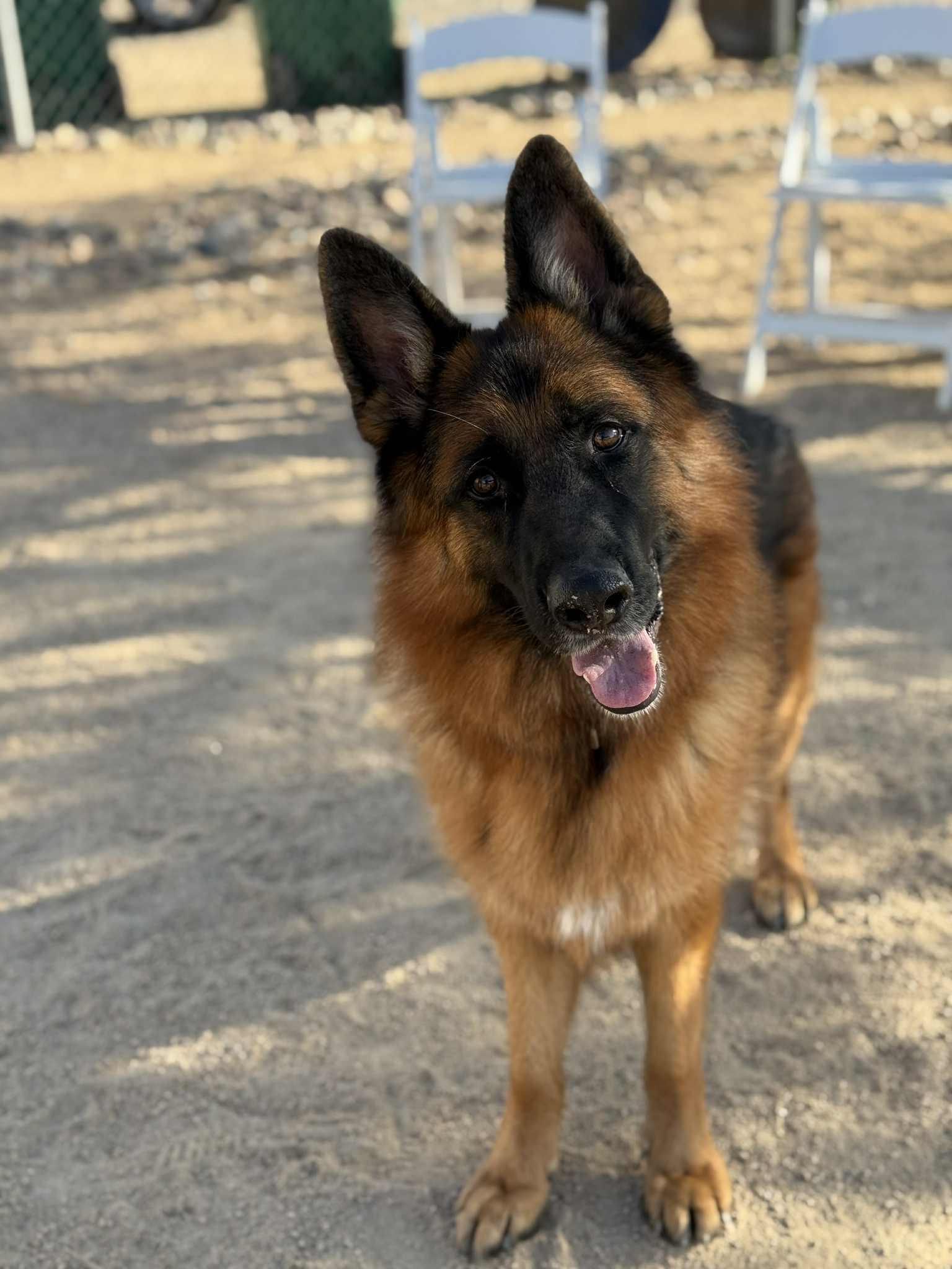 Enlarge Drew, a Adoptable mixed breed in Glendale, AZ image 4/6