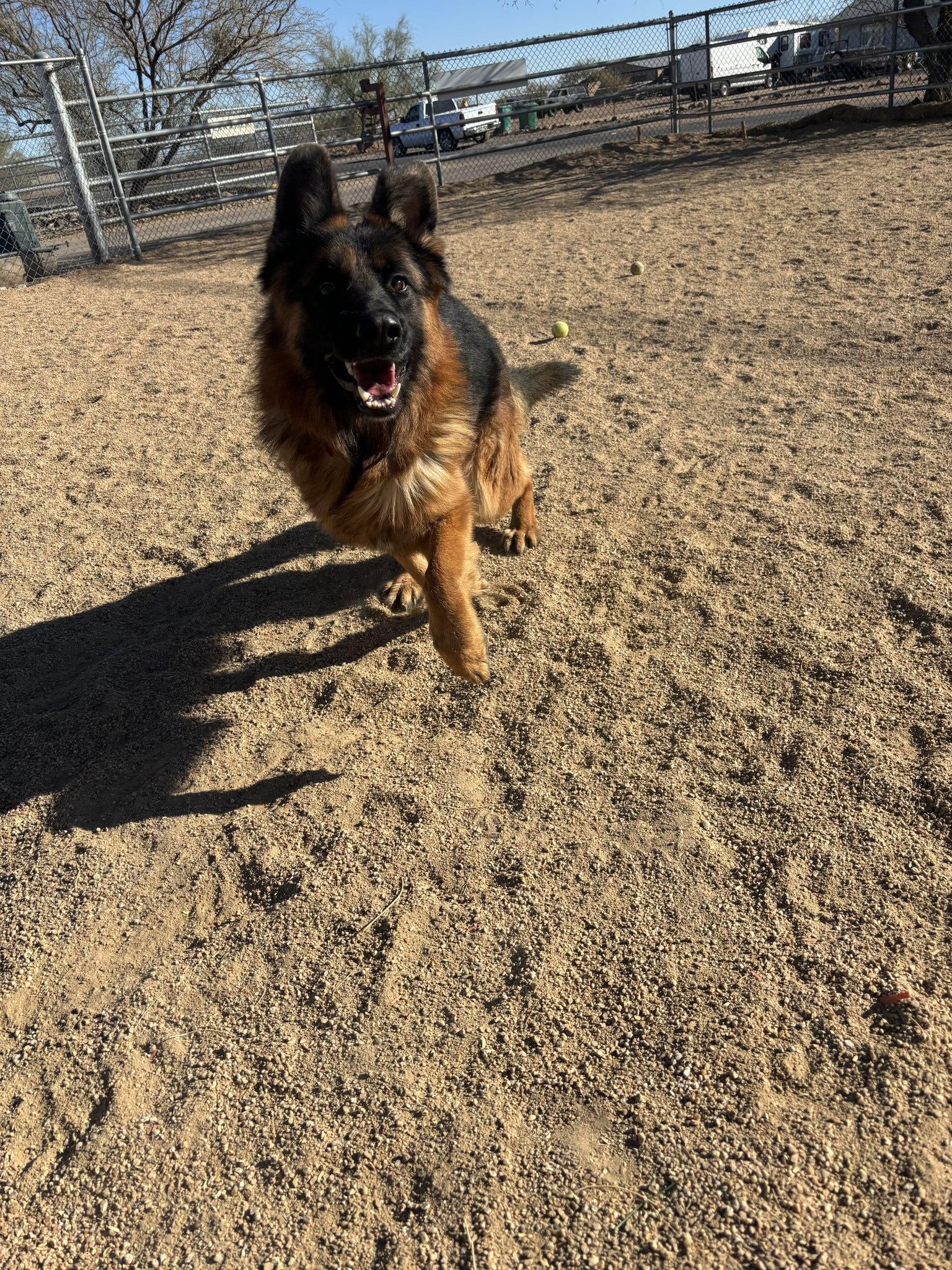 Drew, a Adoptable mixed breed in Glendale, AZ image 5/6
