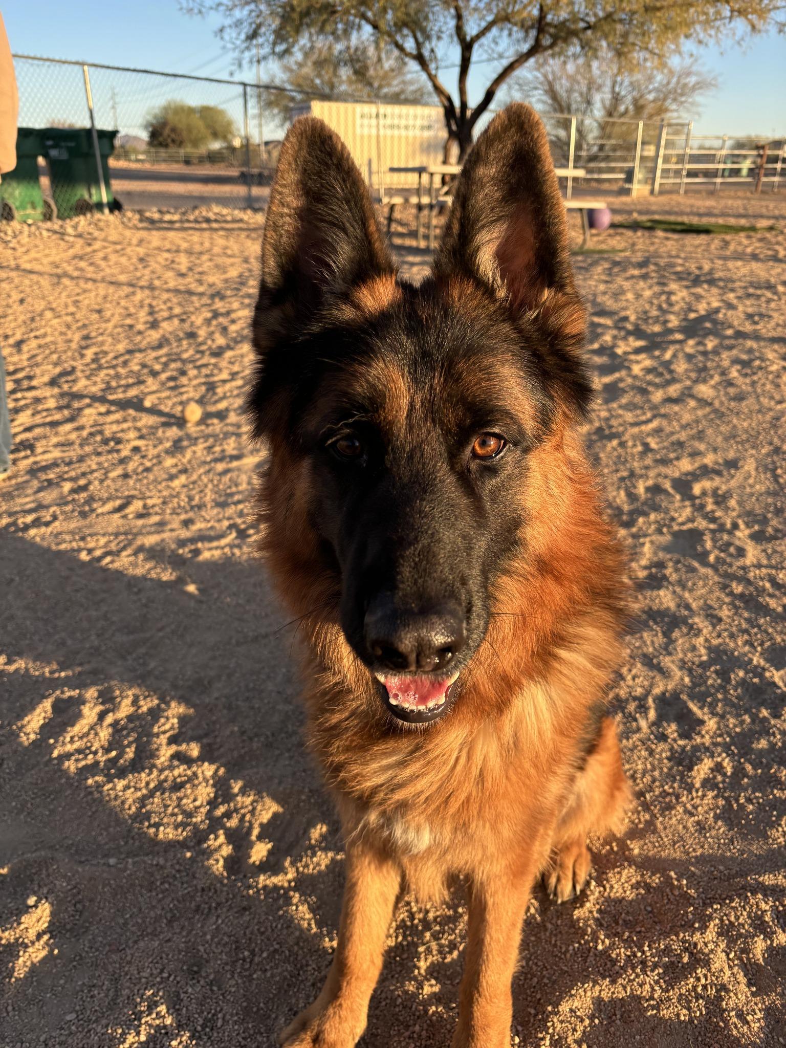 Drew, a Adoptable mixed breed in Glendale, AZ image 6/6