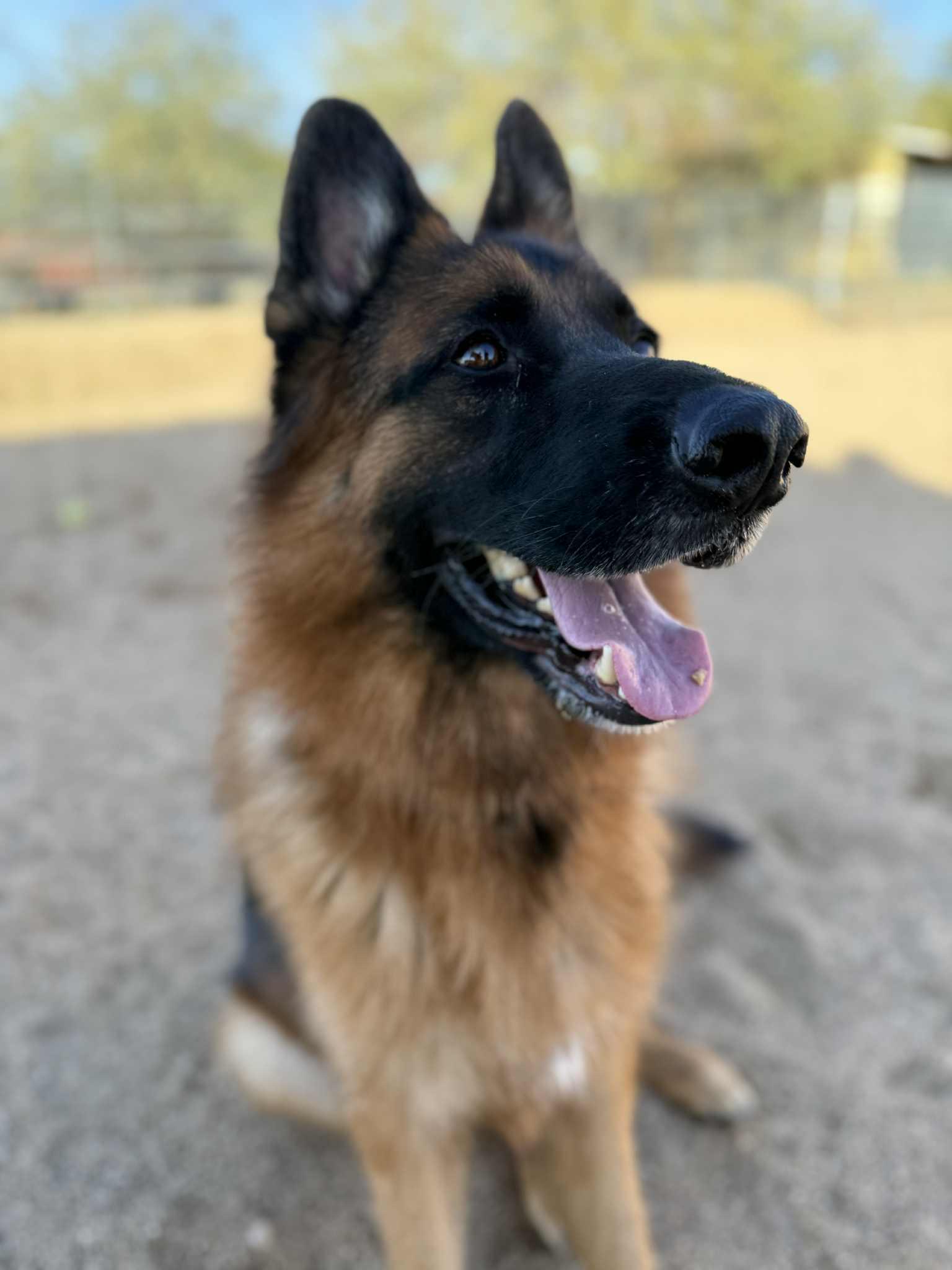 Enlarge Drew, a Adoptable mixed breed in Glendale, AZ image 2/6