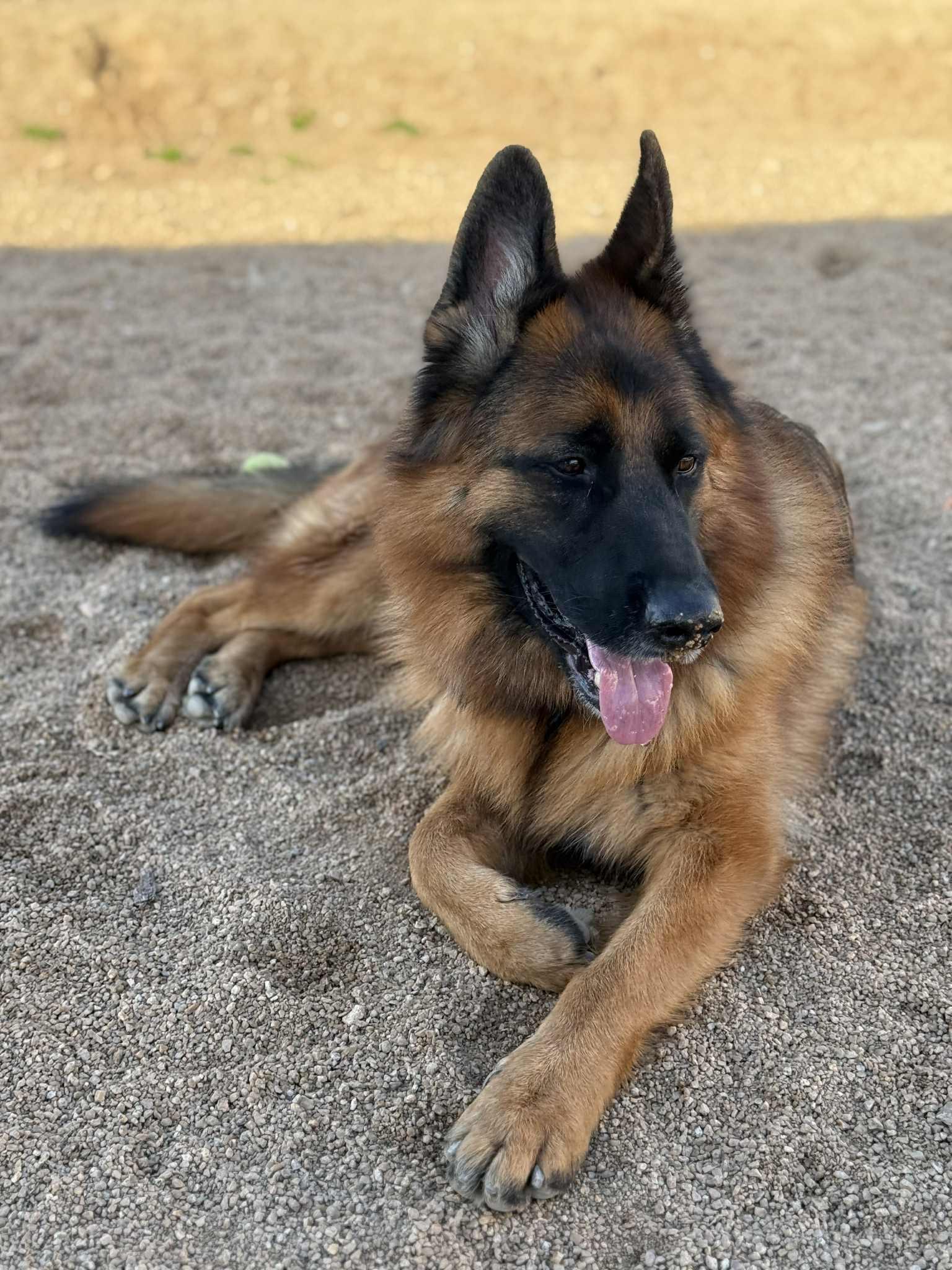 Enlarge Drew, a Adoptable mixed breed in Glendale, AZ image 3/6