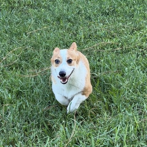 Enlarge Clover, a ADOPTABLE Pembroke Welsh Corgi in Orlando, FL image 3/6