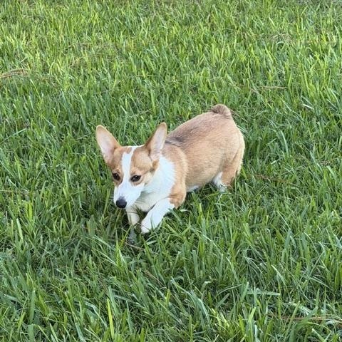 Enlarge Clover, a ADOPTABLE Pembroke Welsh Corgi in Orlando, FL image 4/6