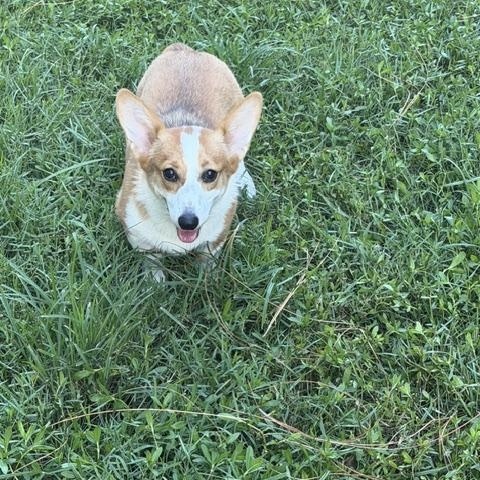 Enlarge Clover, a ADOPTABLE Pembroke Welsh Corgi in Orlando, FL image 2/6