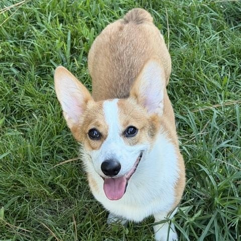 Clover, ADOPTABLE, Puppy Female Pembroke Welsh Corgi.