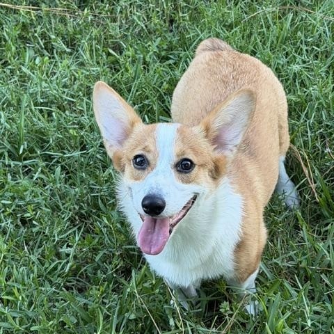 Enlarge Clover, a ADOPTABLE Pembroke Welsh Corgi in Orlando, FL image 5/6