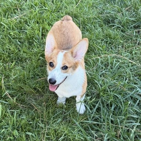 Enlarge Clover, a ADOPTABLE Pembroke Welsh Corgi in Orlando, FL image 6/6