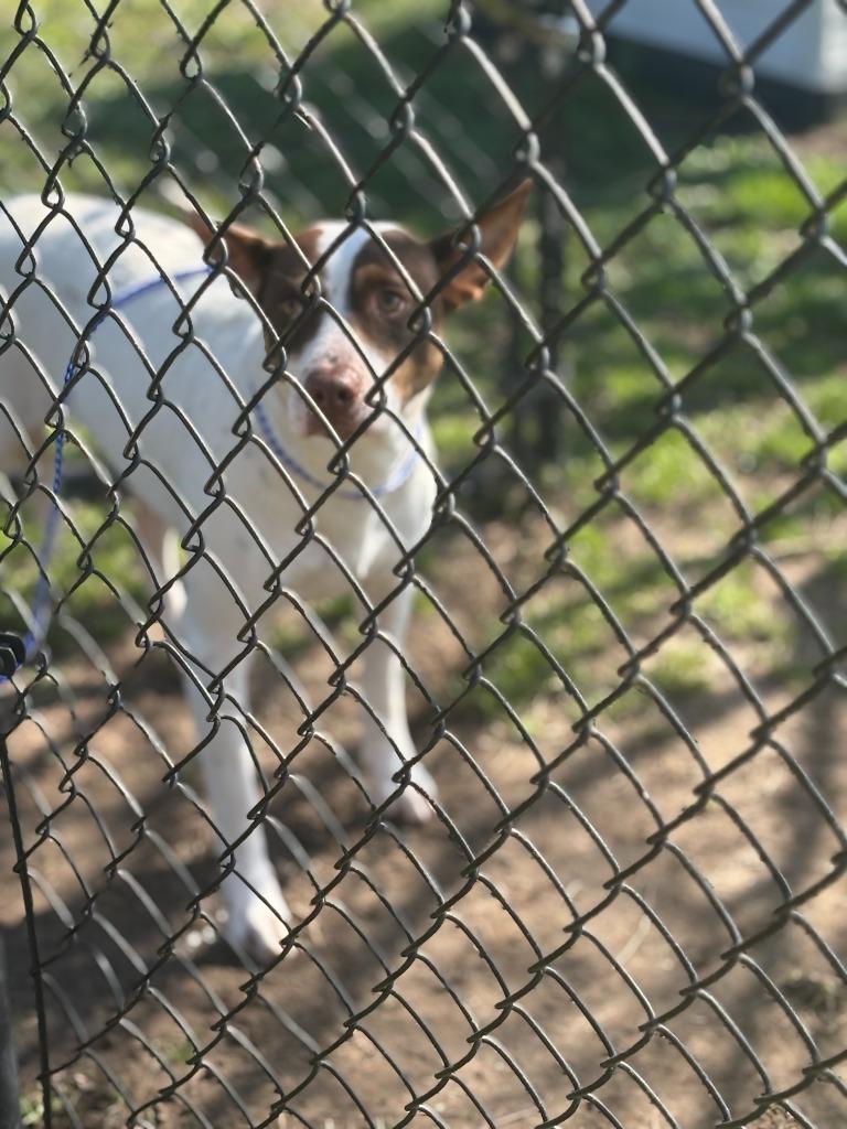 Enlarge Akita, a Adopted mixed breed in Effingham, SC image 1/1