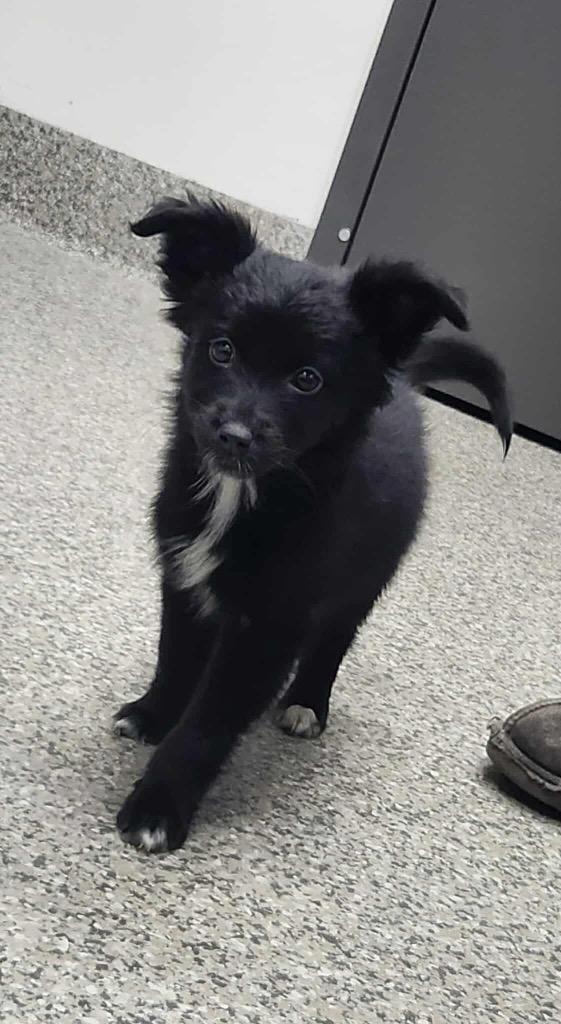 Enlarge Oxygen, a Adoptable mixed breed in Van Wert, OH image 1/1