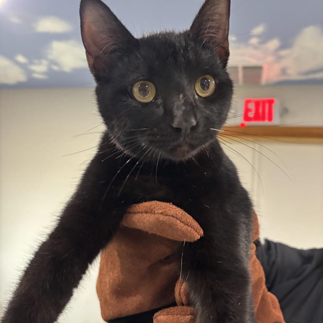 Felix, Adoptable, Kitten Male Domestic Short Hair.