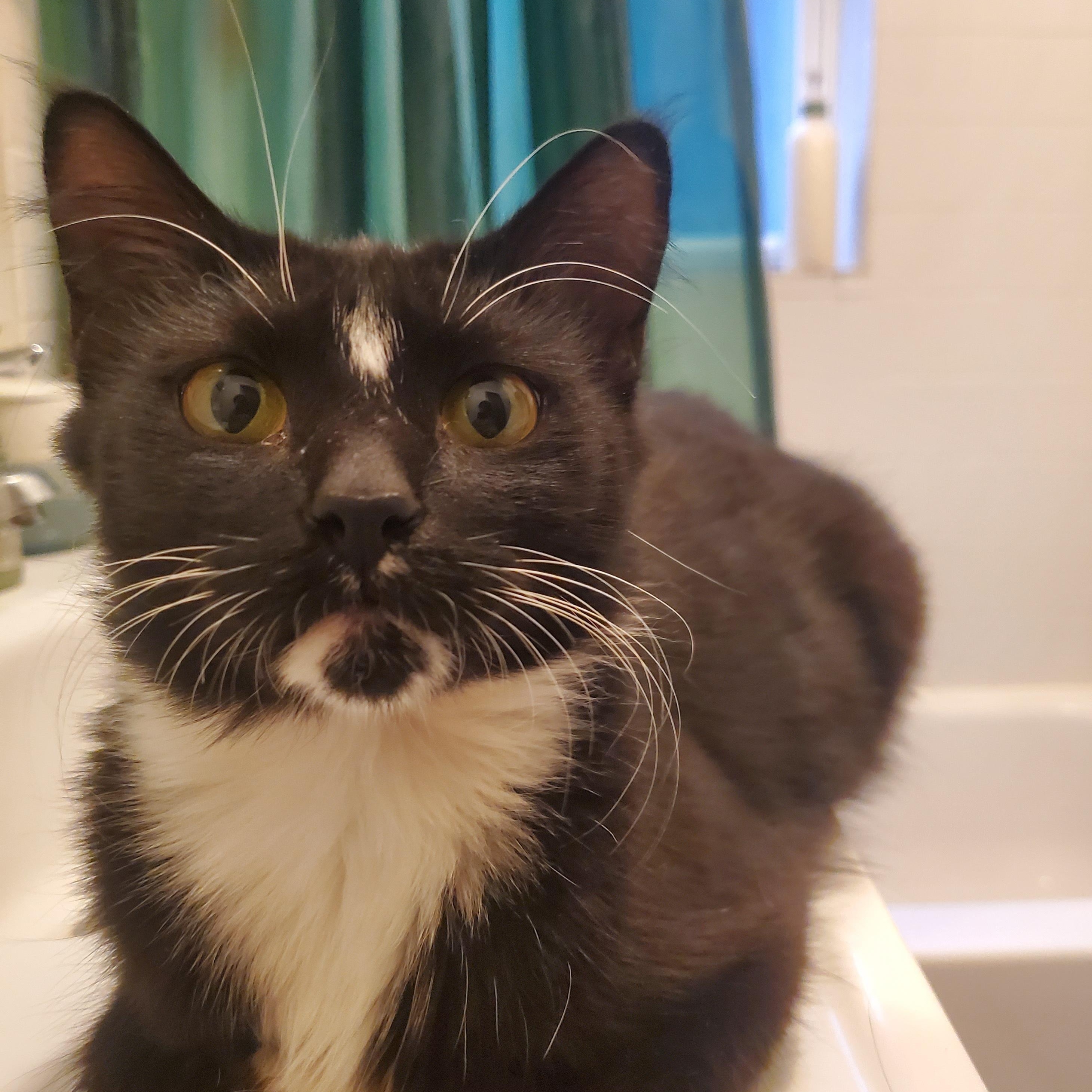 Skunkie, an adoptable mixed breed in Chicago, IL image 2/4