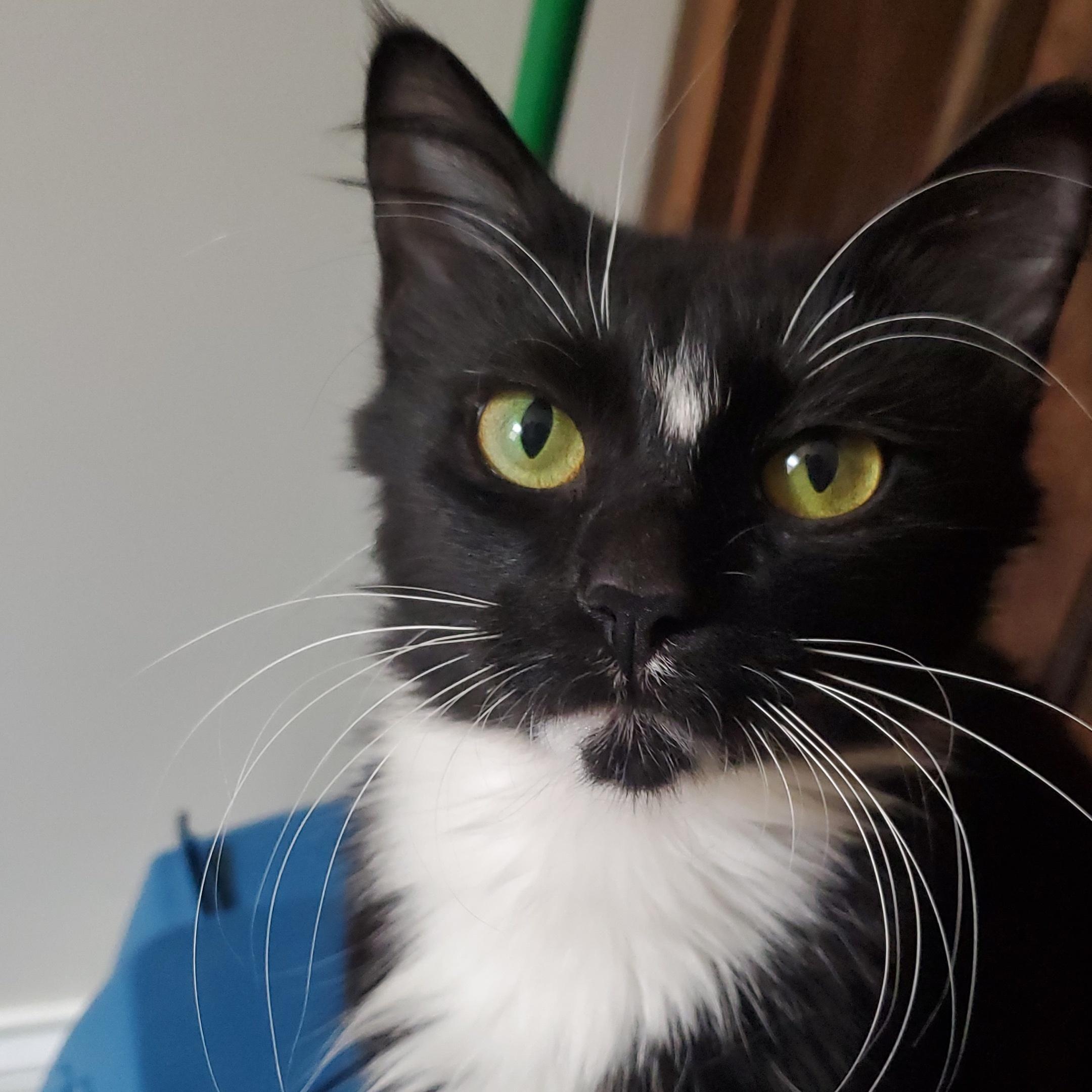 Skunkie, adoptable, Young Female Domestic Short Hair.