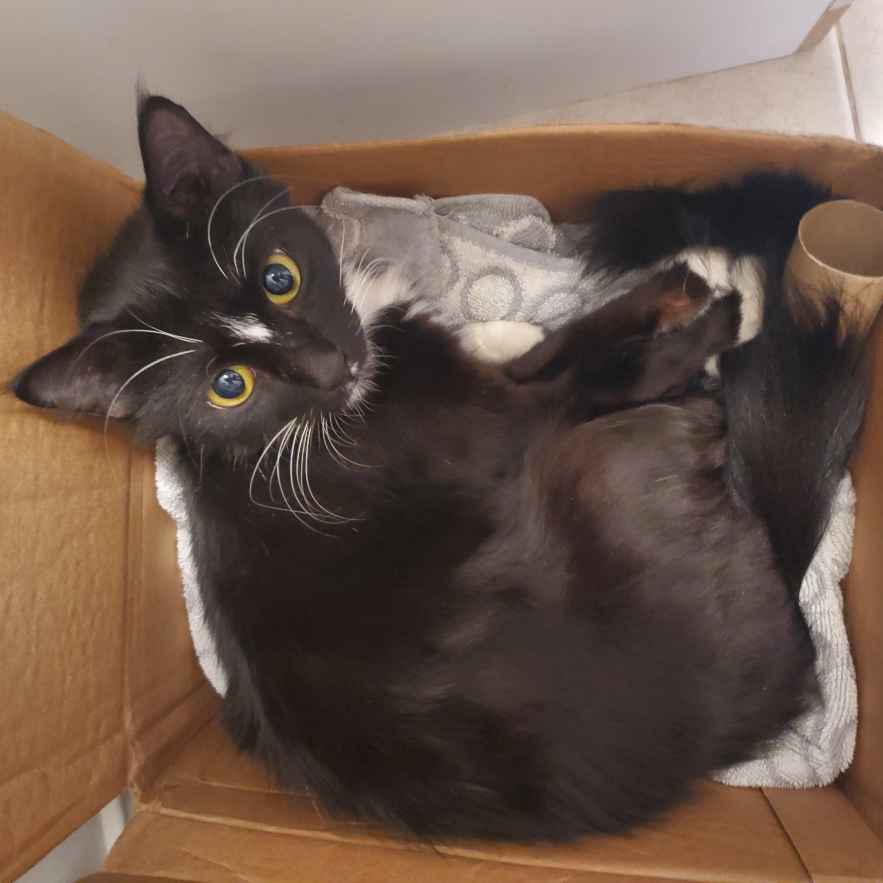 Skunkie, an adoptable mixed breed in Chicago, IL image 3/4