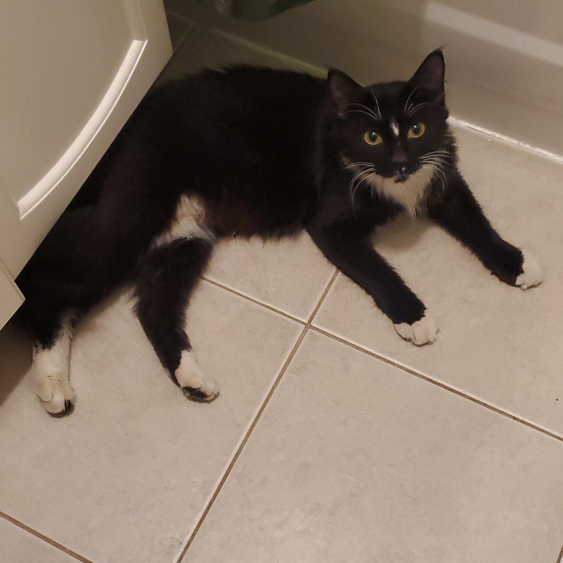 Skunkie, an adoptable mixed breed in Chicago, IL image 4/4