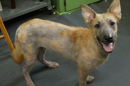 Enlarge Miles, a Adoptable mixed breed in Picayune, MS image 1/3