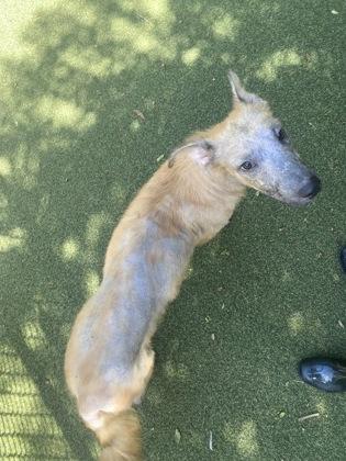 Enlarge Miles, a Adoptable mixed breed in Picayune, MS image 2/3