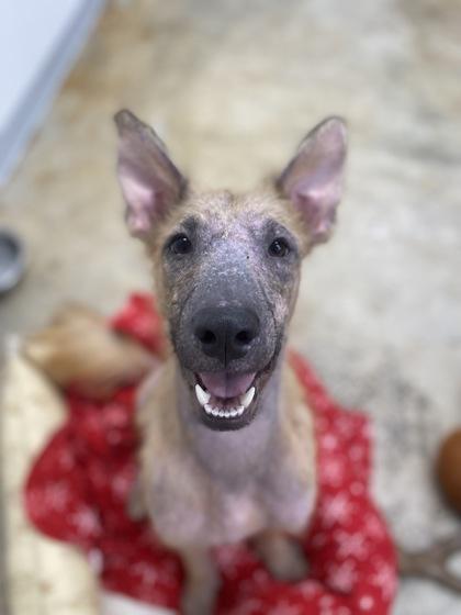 Enlarge Miles, a Adoptable mixed breed in Picayune, MS image 3/3