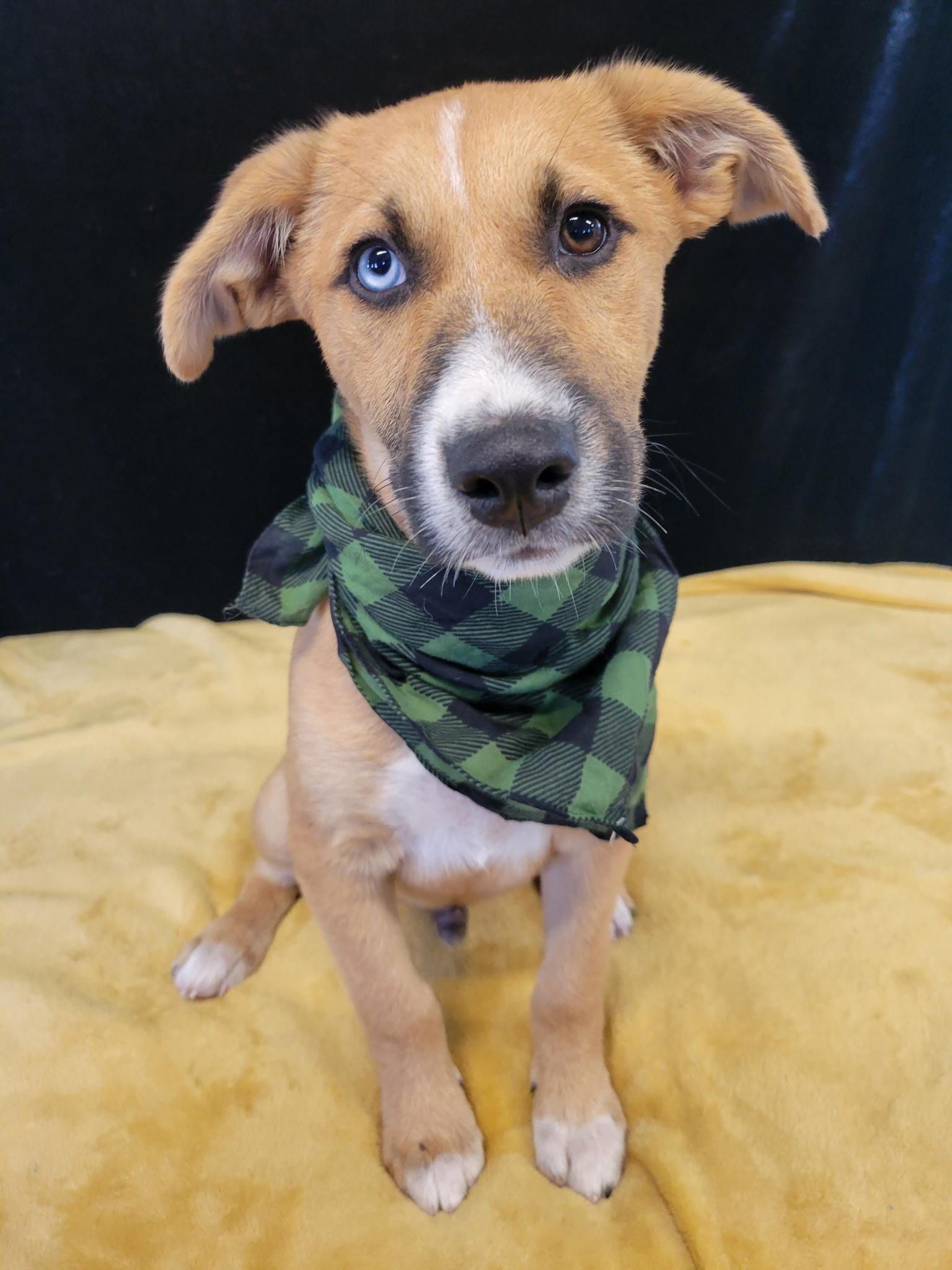 Grits SS, Adoptable, Puppy Male Mixed Breed.