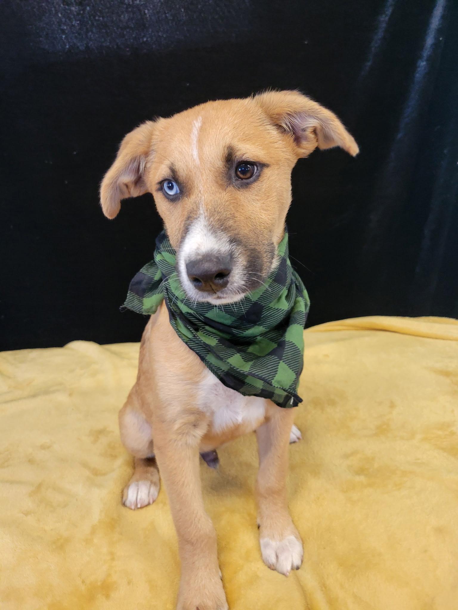 Enlarge Grits SS, a Adoptable mixed breed in South Portland, ME image 2/2