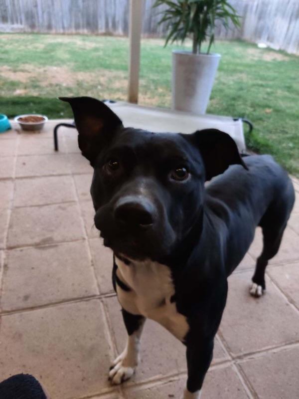 Enlarge Spike Lee, a Adoptable mixed breed in Stamford, CT image 4/6