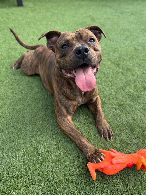 FIZZ, Adoptable, Adult Male Staffordshire Bull Terrier.