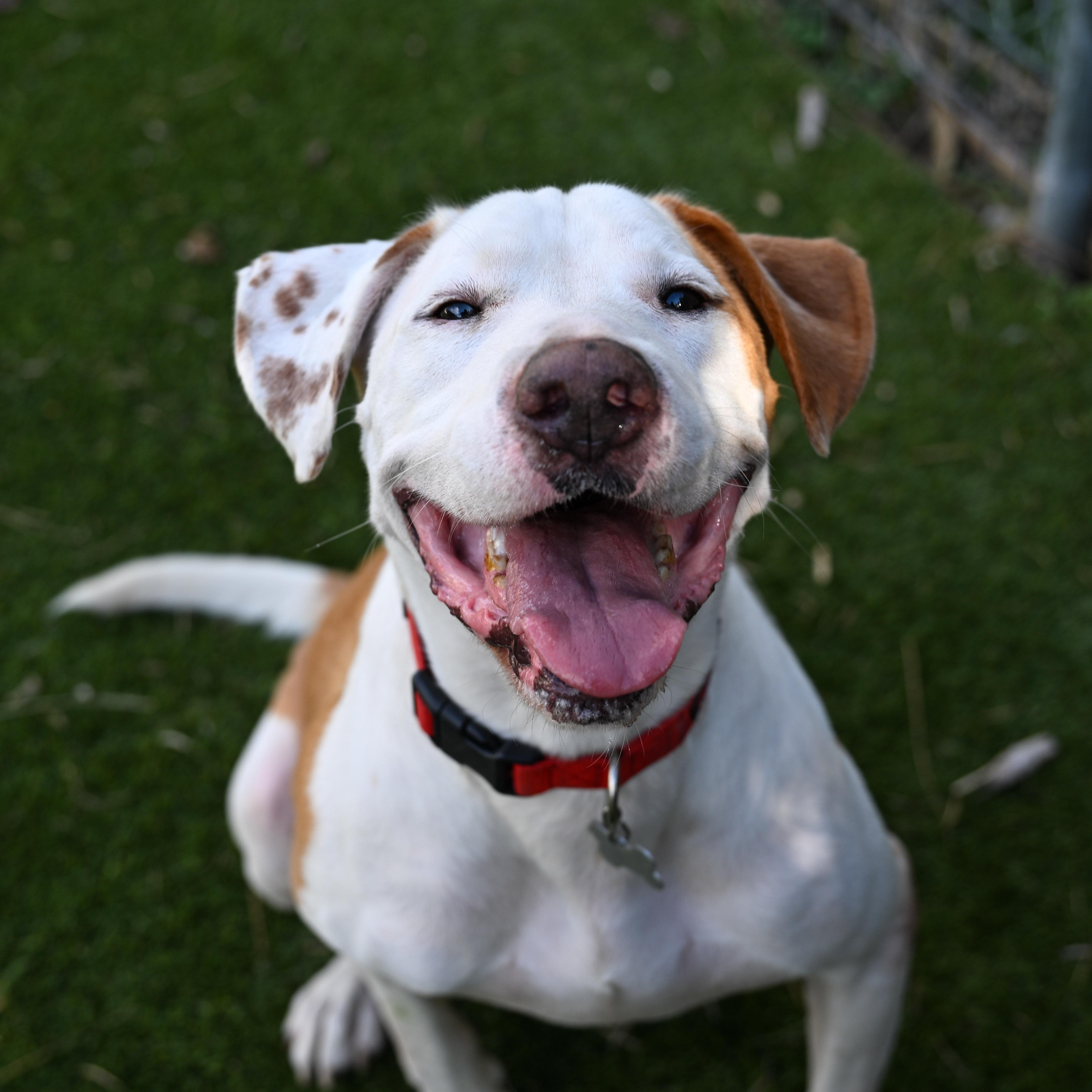 Woody — thumbnail 2