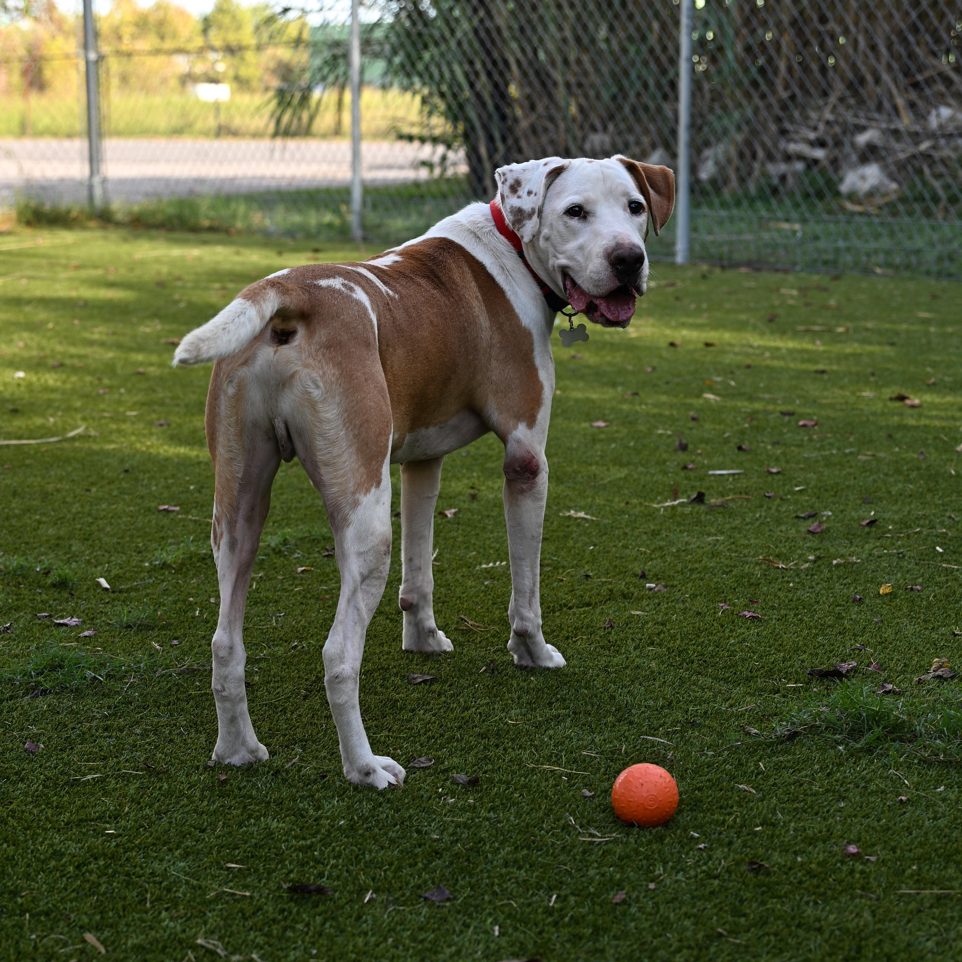 Woody — thumbnail 6