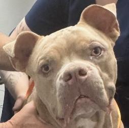 Bumper, ADOPTABLE, Young Male Pit Bull Terrier.