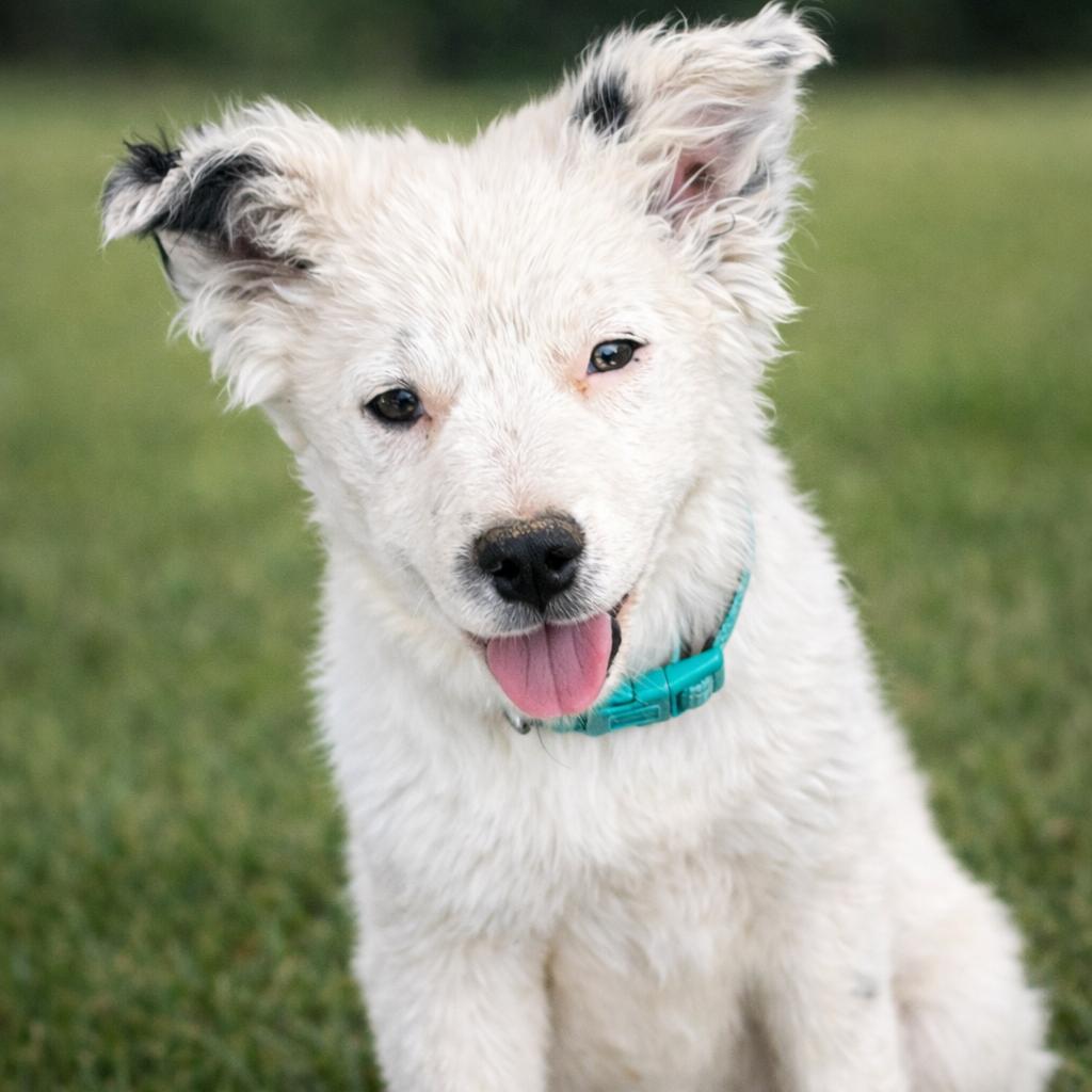Enlarge Saffron, a Adoptable Australian Cattle Dog / Blue Heeler in Phoenix, AZ image 1/1